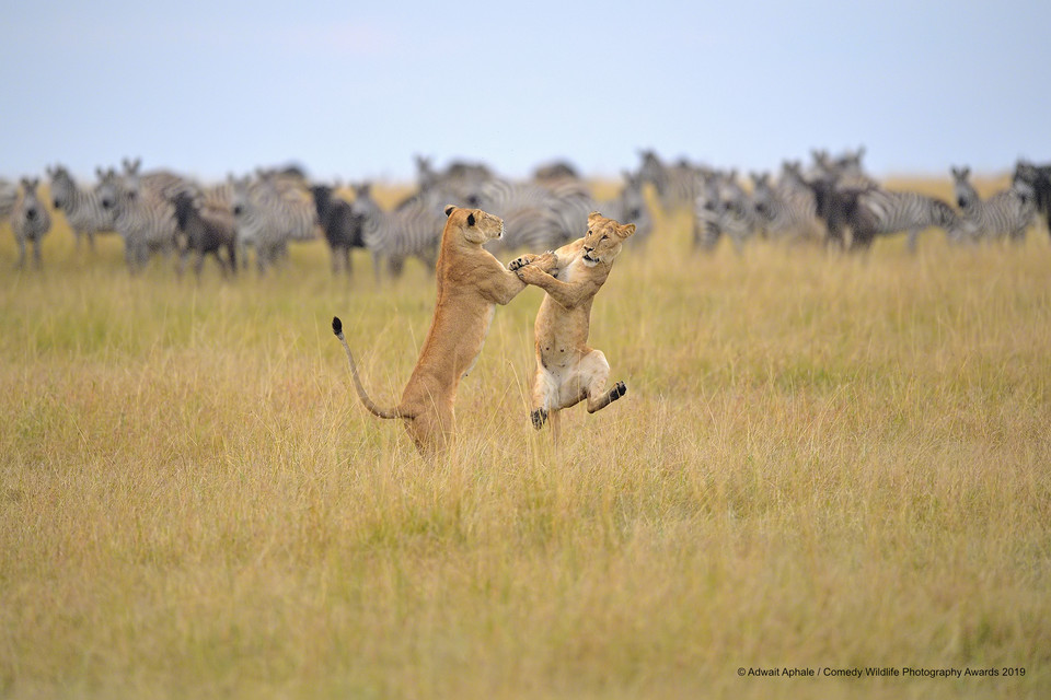 Finaliści Comedy Wildlife Photo Awards 2019