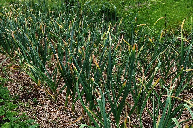 Czosnek: kiedy wyrywać? Gdy liście zaczynają żółknąć i usychać