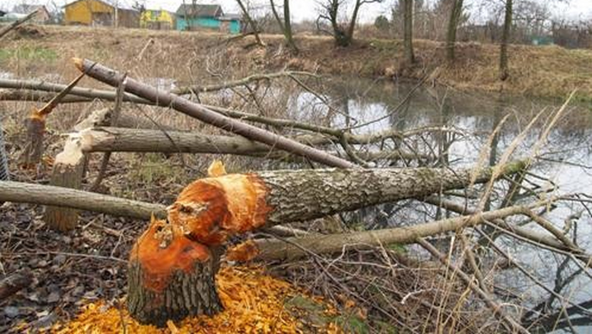 Coraz śmielej poczynają sobie bobry w Forcie Wodnym w parku miejskim w Nysie. Najpierw zagościła tam para, teraz jest ich już więcej. Najbardziej okazałe drzewa owinięto metalową siatką, ale pozostałe, mniejsze, jak osiki i olsze, stanowią dla bobrów smakowite pożywienie - informuje "Radio Opole".