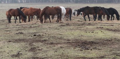 Skatowane konie w stajni. Znęcał się nad nimi strażak