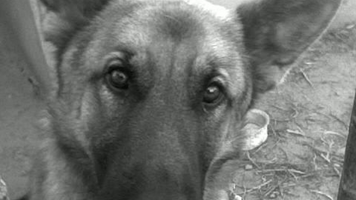 Wczoraj w Katlewie psy zaatakowały i śmiertelnie pogryzły 5-letniego chłopca. Z ustaleń funkcjonariuszy wynika, że zwierzęta uciekły z posesji swoich właścicieli.