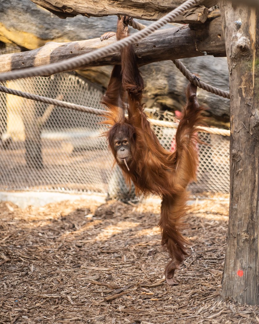 Orangutany Ketawa i Budi z łódzkiego Orientarium czekają na zwiedzających! 