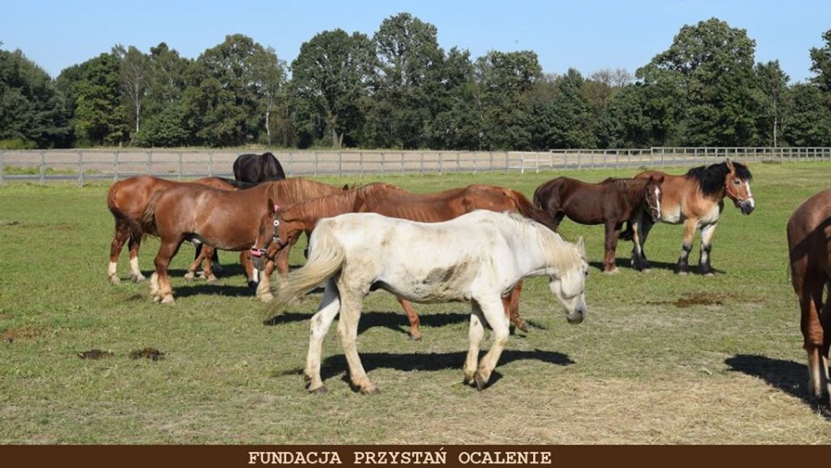 "Jest źle, żeby nie powiedzieć fatalnie. Jesteśmy przygnębieni, zdołowani i coraz częściej mamy dość. Nie możemy się poddać, bo na naszym utrzymaniu jest pół tysiąca zwierząt. Dużych zwierząt" - piszą przedstawiciele Fundacji Przystań Ocalenia, która prowadzi przytulisko dla zwierząt. I błagają o pomoc.