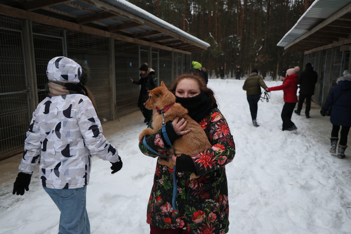 Akcja zabierania psów