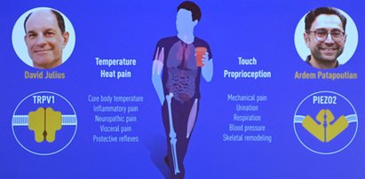 Przyznano Nobla z medycyny. Co odkryli David Julius i Ardem Patapoutian?