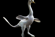 Halszkaraptor escuilliei dinozaur raptor