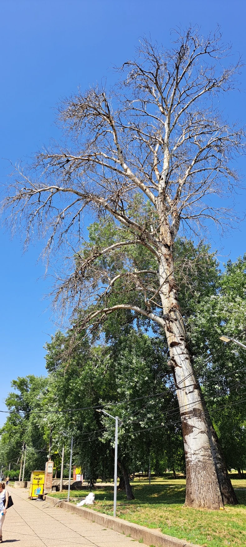 Suva topola, leva obala Save