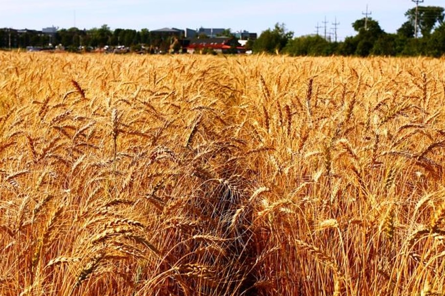 Ceny za żywność spadną jesienią. Jakie produkty będą tańsze?