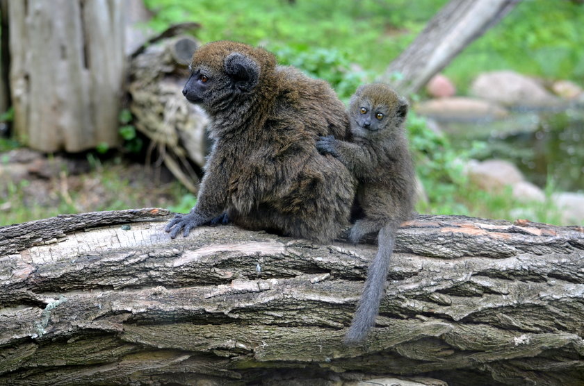 zoo we Wrocławiu