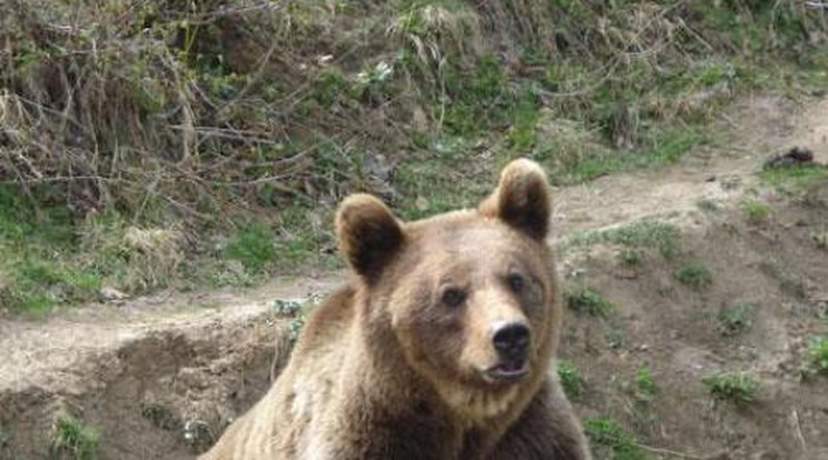 Egyre veszélyesebbek a medvék Erdélyben