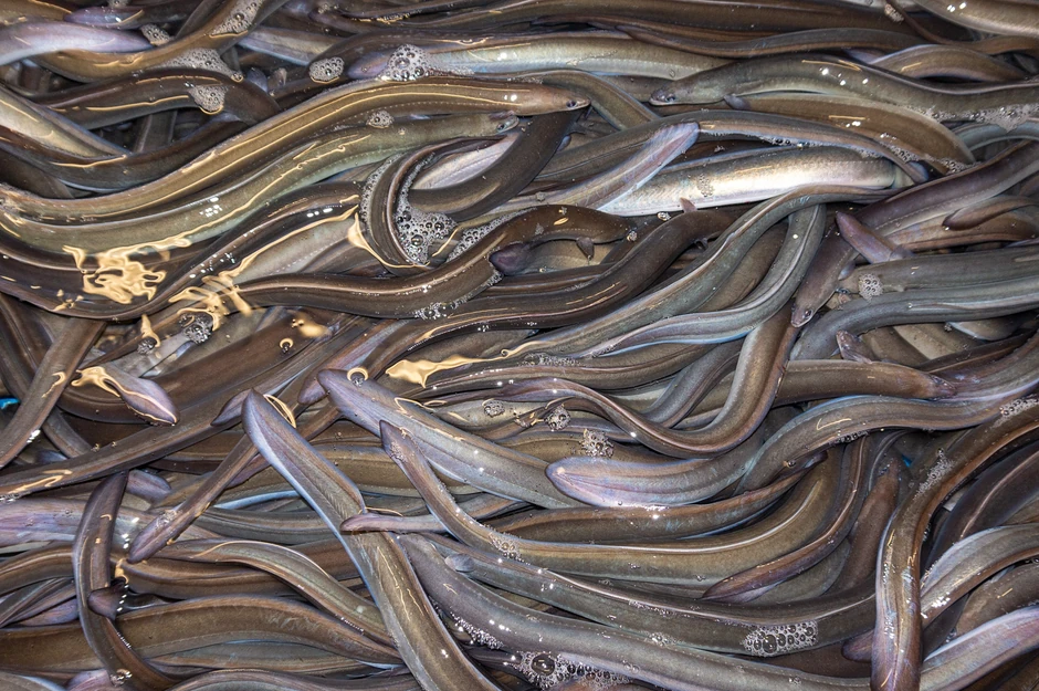 Kada dobro jedu, jeguljama ispadaju im zubi i kreću na put