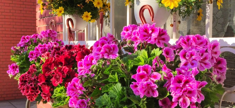 Zmiksuj to z wodą i podlej pelargonie. Obsypią się kwiatami i będą cieszyć oko