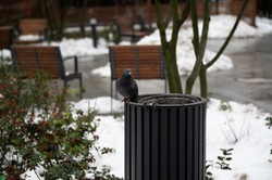 Wyrzucasz takie przedmioty do ulicznych śmietników? Grozi 500 zł kary