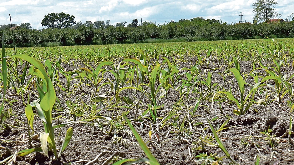Meštani se najviše žale na štetu koji dabrovi nanose kukuruzima