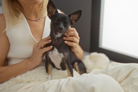 Evo koje rase pasa su najskuplje, a koje najjeftinije: Ako želite da ih čuvate, morate da imate na umu i njihove troškove, za pojedine je cifra i po 10 hiljada evra