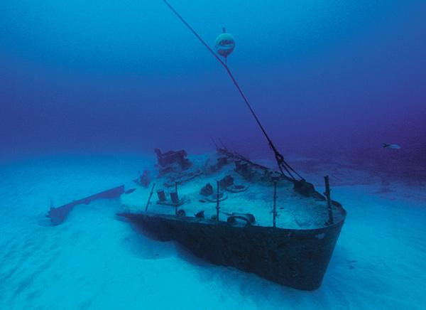 Galeria Kajmany - podwodny świat, obrazek 13
