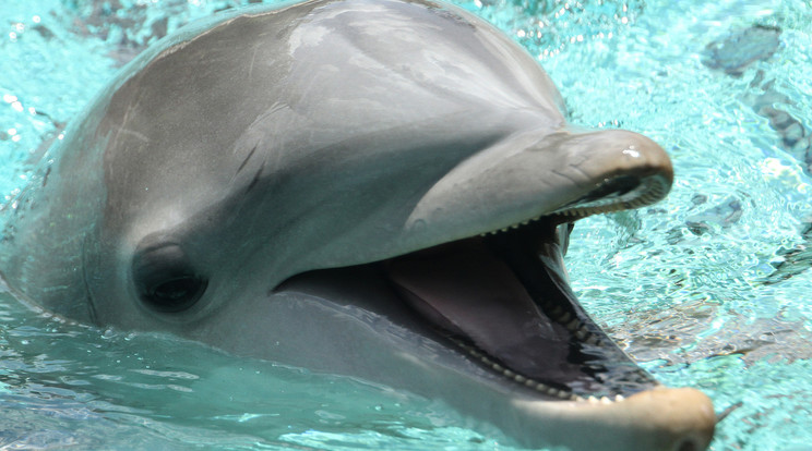 Gyerekek és felnőttek kedvence a delfin /Fotó: Northfoto