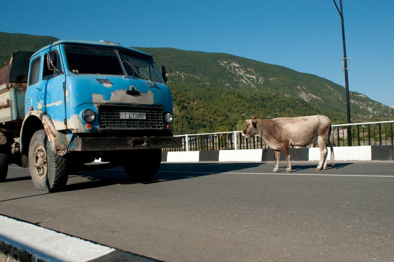 Gruzińskie krowy mają charakter, nie idą na ustępstwa nawet ciężarówkom