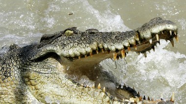 krokodyle i hipopotamy wpłynęły do centrów miast w mozambiku i atakują