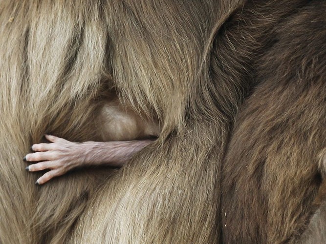 Mała małpka dżelada wychyla się zza futra swojej mamy w zoo w Zurychu