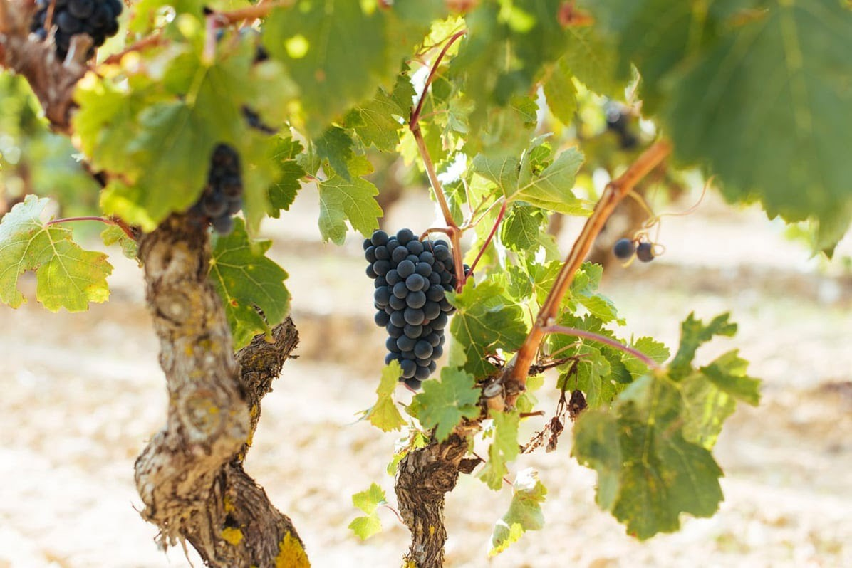 Eliminación al 100%: residuos de uva filtran antibiótico del agua hospitalaria