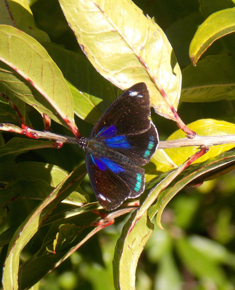 Diaethria anna