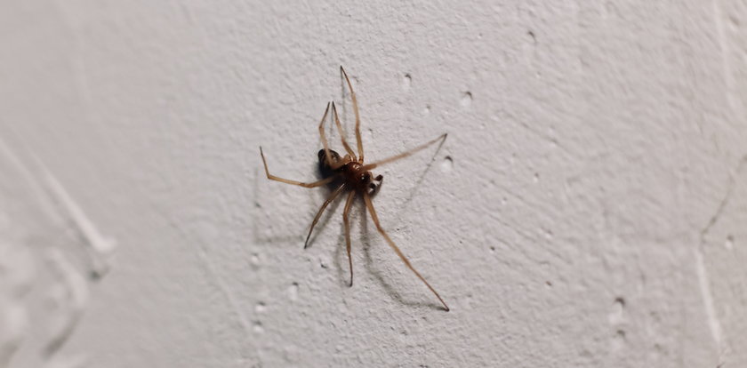 Ugryzienie pająka domowego – jak wygląda i jakie są objawy