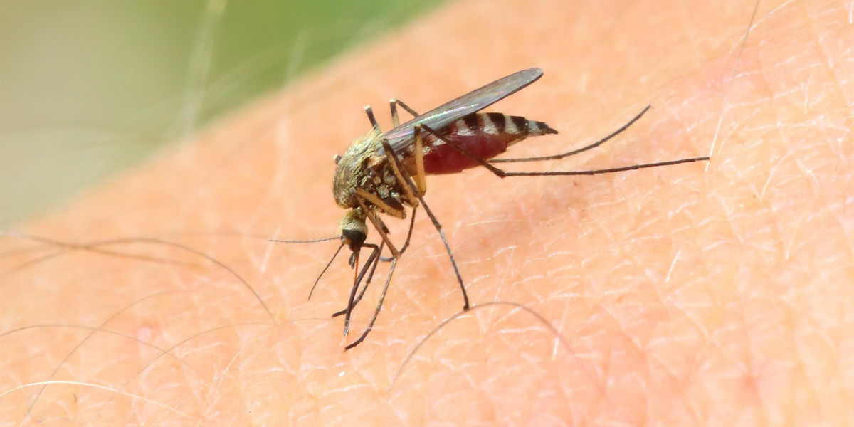 Jak odstraszyć komary? Popularny środek spożywczy też działa.
