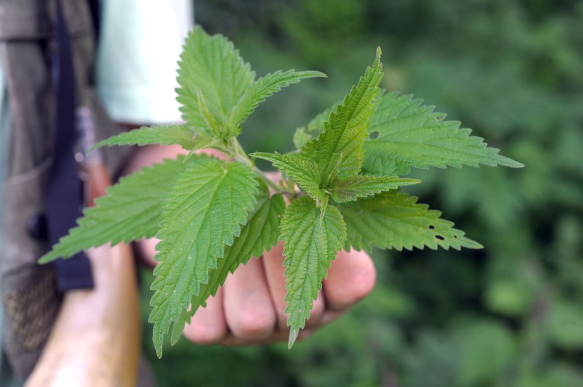 Najbolji za upotrebu su nežni, mladi vrhovi koprive u svežem stanju