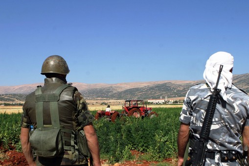 Cannabis plants in Lebanon