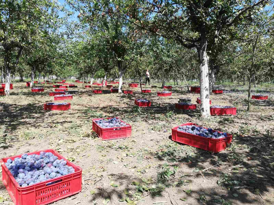 Gazdinstvo Ignjatović