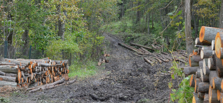 Zakopane ma znowu błyszczeć. Ruszyła budowa tras biegowych, a wiosną zacznie się modernizacja skoczni