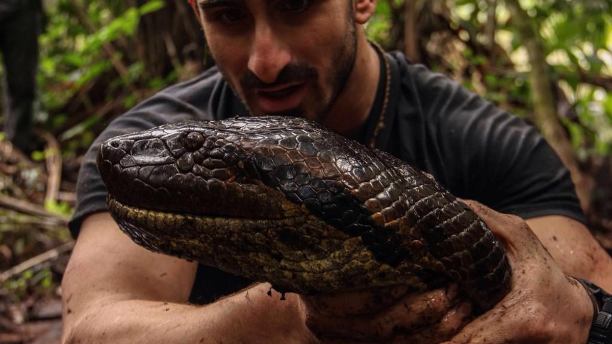 Paul Rosolie, przyrodnik i podróżnik, pozwoli się zjeść anakondzie. Niezwykłe doświadczenie zostanie pokazane w programie "Eaten Alive" w Discovery Channel 7 grudnia. Dla Rosoliego to kontynuacja jego badań i fascynacji wielkimi wężami.