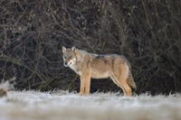 "Wilki już nie uciekają". Co naprawdę dzieje się w Bieszczadach? Historia splamiona krwią
