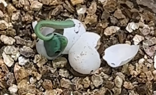 Zielona perełka wykluła się w zoo