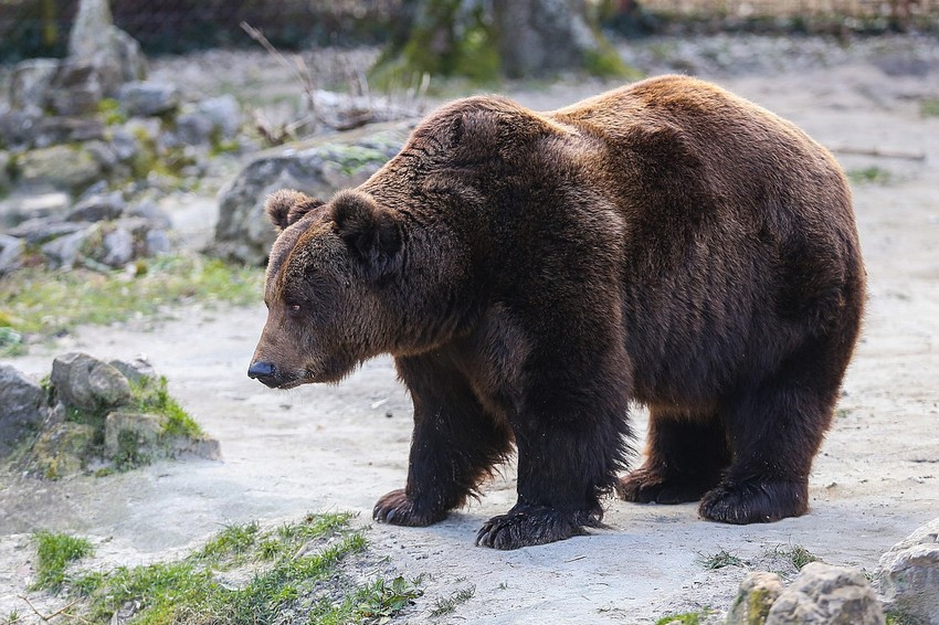 Medved Medeci izašao je danas iz svoje jazbine