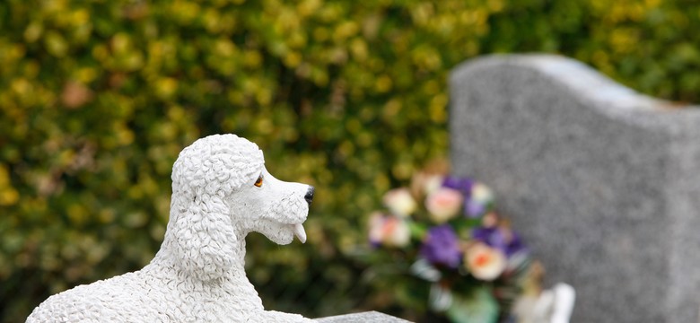 Cmentarz dla zwierząt w Polsce. Ile kosztuje cmentarz dla psa w 2025 roku? Jakie to kwoty?