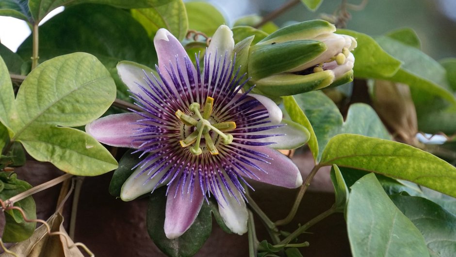 Rośliny Wielkanocy - Męczennica cielista (Passiflora incarnata)