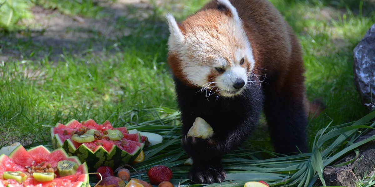 Aki, Toshi i Nori – trzej bracia z gatunku pandy rudej obchodzili pod koniec czerwca urodziny