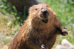 "Banalny" QUIZ z polskich ssaków. Większość odpada na pytaniu o łosia