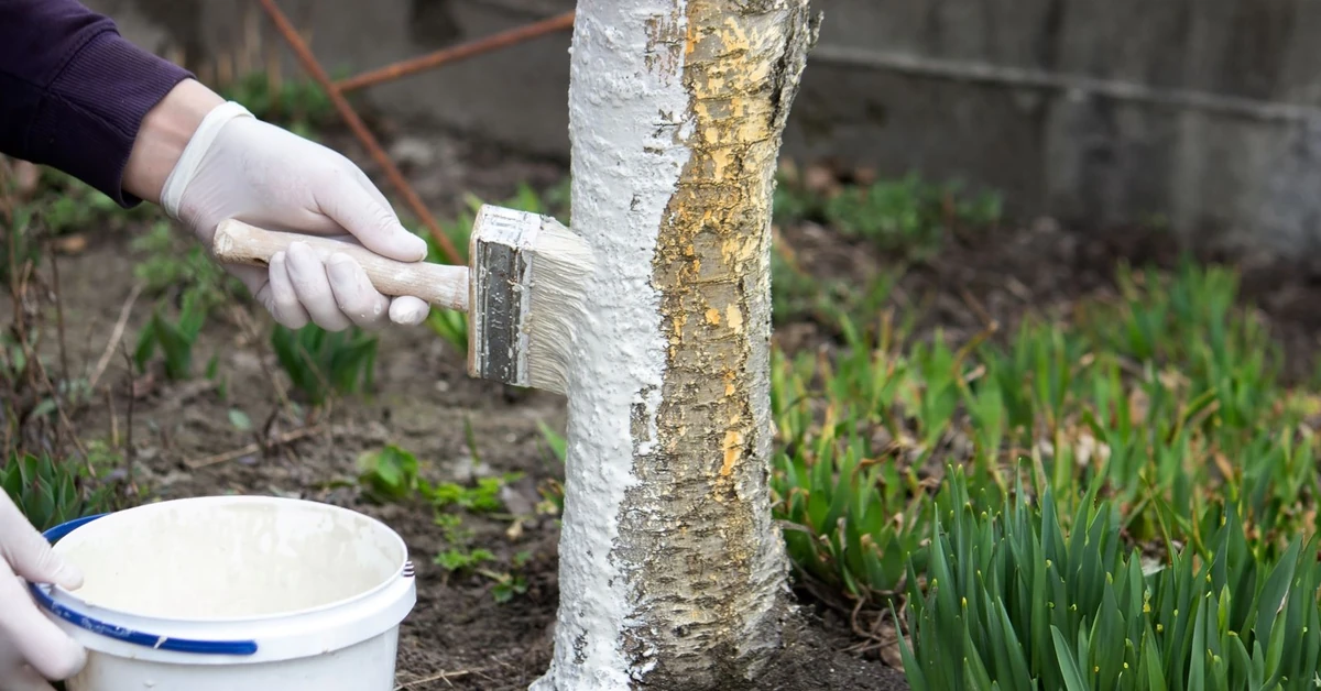 Bielenie drzew owocowych - kiedy bielić drzewa owocowe wapnem? Czy w listopadzie można bielić drzewa?