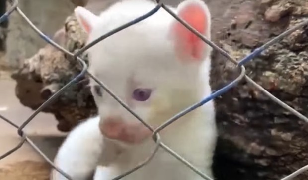 Albino puma