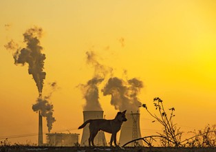 Smog szkodzi bardzo także zwierzętom. Zwłaszcza w miastach