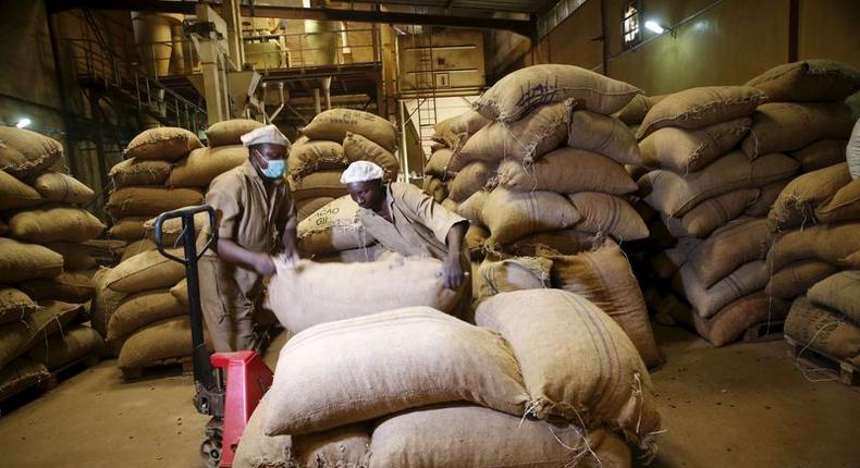Workers arrange bags containing cocoa beans at a cocoa processing factory in Ile-Oluji village in Ondo state, southwest Nigeria March 30, 2016. Picture taken March 30, 2016. 