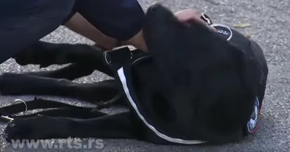 Onil, francuski pas carinik