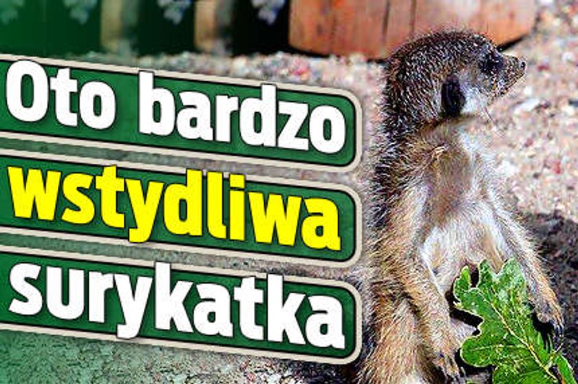 Oto bardzo wstydliwa surykatka. Co zasłania?