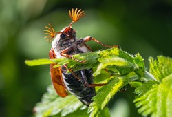 Wielki quiz biologiczny. Sprawdź, ile wiesz! Mniej niż 5/10 to wstyd