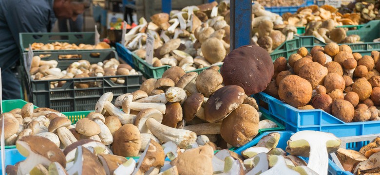 Kara za zbieranie prawdziwków. Grzybiarze dostali aż 31 tys. zł mandatu