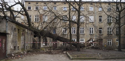 Powalone drzewo przy ul. Rewolucji 1905 r. Służby znalazły właściciela