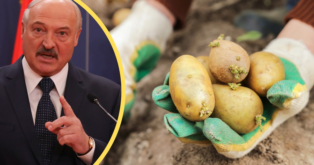 Aleksander Łukaszenko walczy z głodem. Będą kary za brak ziemniaków